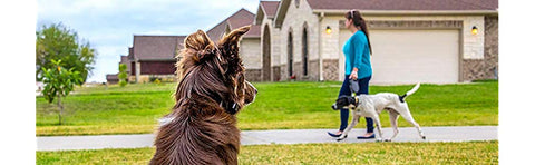 Automatic Bark Correction Collar
