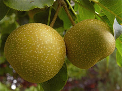 Asian pear